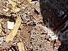 P6090050.JPG