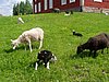 P1010054.JPG