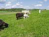 P1010056.JPG